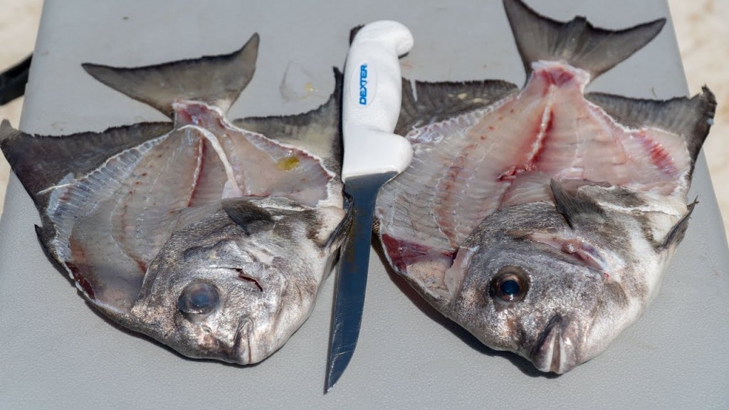 Picture of: How To Fillet Atlantic Spadefish!