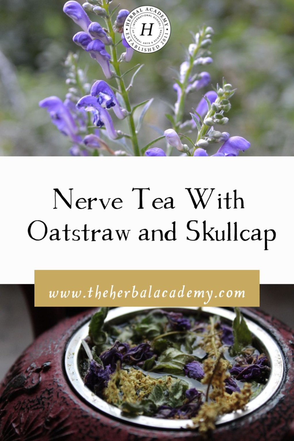 Picture of: Nerve Tea With Oatstraw and Skullcap – Herbal Academy