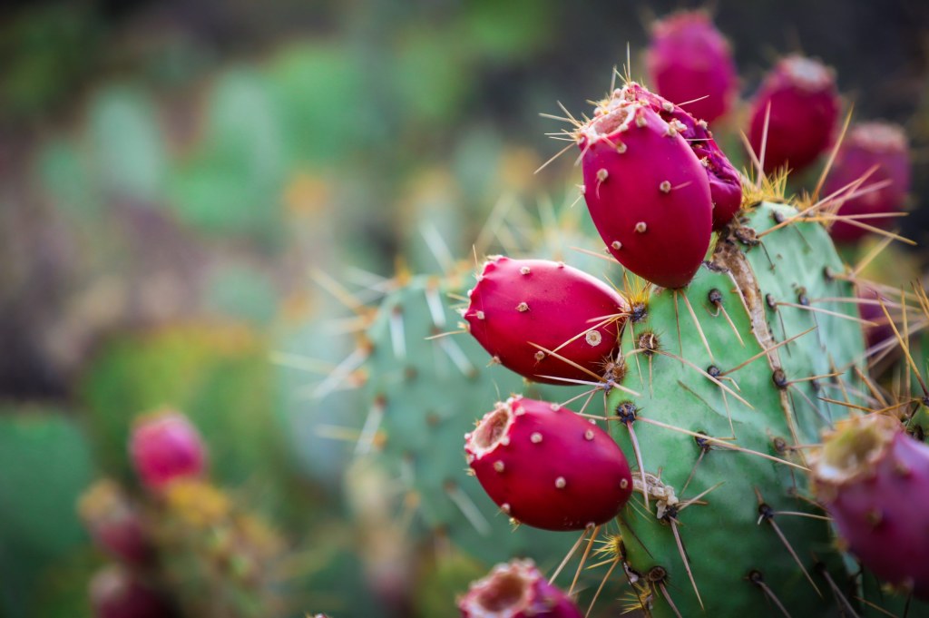Picture of: Prickly Pear Liqueur Recipe D.I.Y